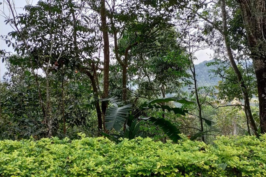Coffee Camp Home Stay With Tree House Kattappana Ngoại thất bức ảnh
