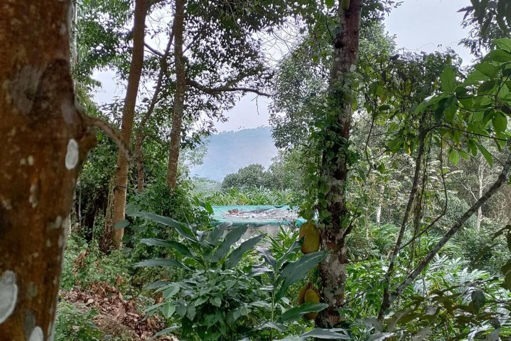 Coffee Camp Home Stay With Tree House Kattappana Ngoại thất bức ảnh