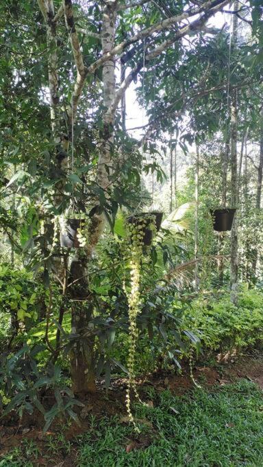 Coffee Camp Home Stay With Tree House Kattappana Ngoại thất bức ảnh