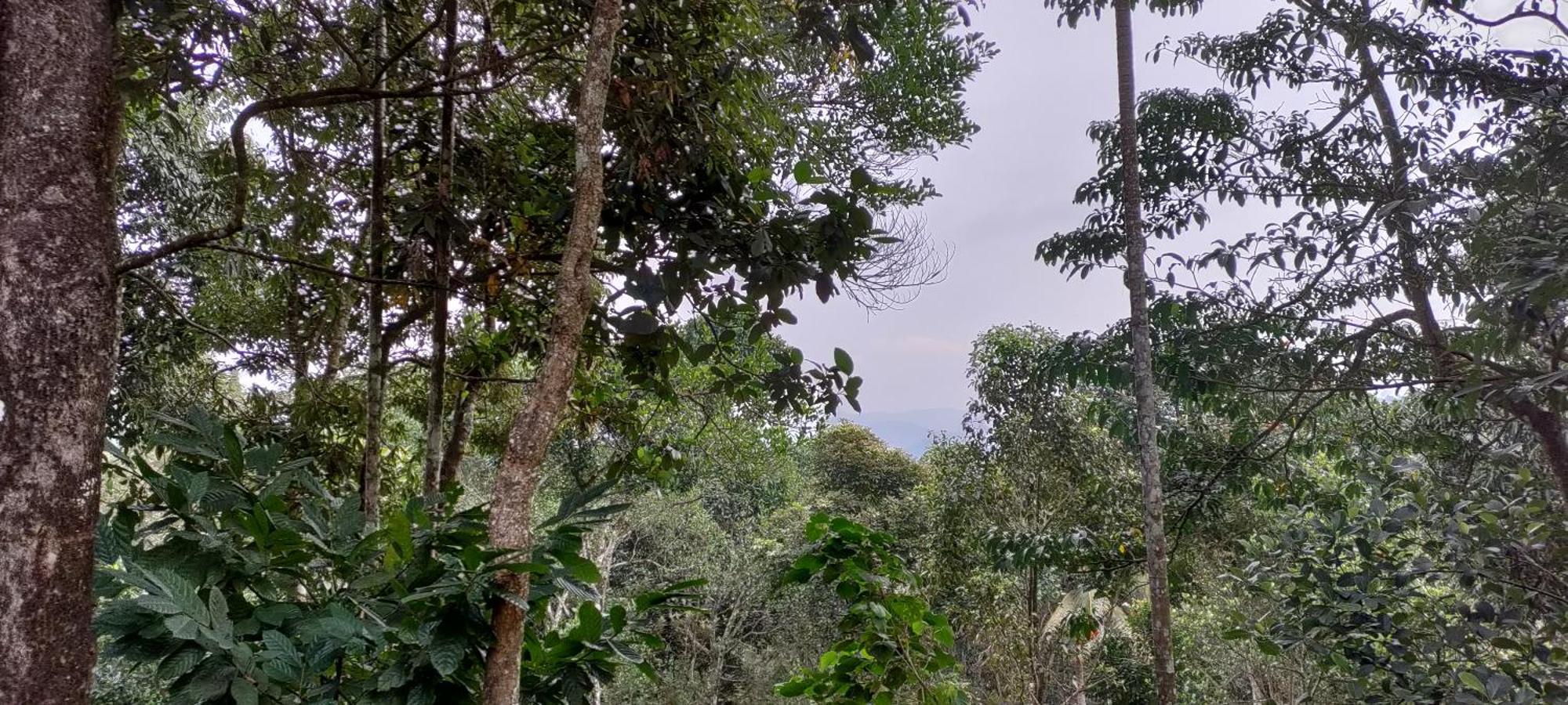 Coffee Camp Home Stay With Tree House Kattappana Ngoại thất bức ảnh