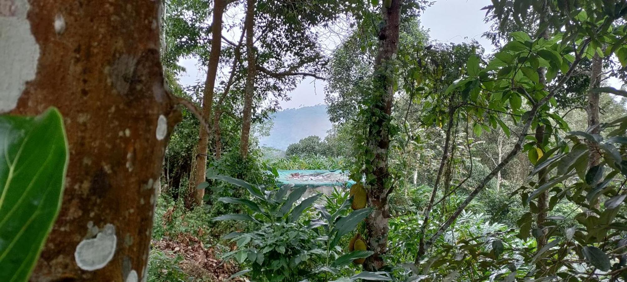 Coffee Camp Home Stay With Tree House Kattappana Ngoại thất bức ảnh