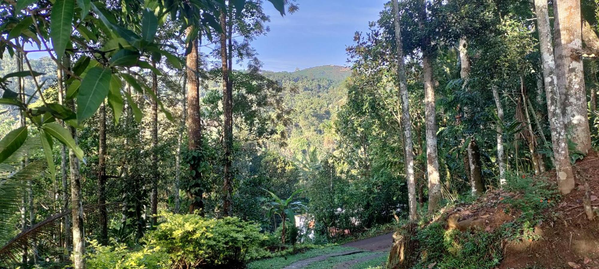 Coffee Camp Home Stay With Tree House Kattappana Ngoại thất bức ảnh